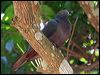 xmas_is_imp_pigeon_39118