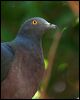 xmas_is_imp_pigeon_39119