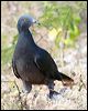 xmas_is_imp_pigeon_40156