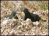 xmas_is_imp_pigeon_40165