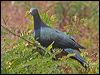 xmas_is_imp_pigeon_40724