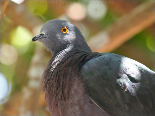 Christmas Imperial Pigeon xmas_is_imp_pigeon_39112.jpg