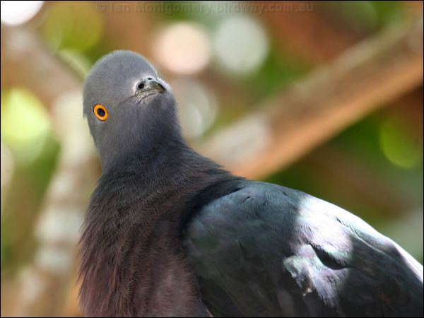 Christmas Imperial Pigeon xmas_is_imp_pigeon_39113.jpg