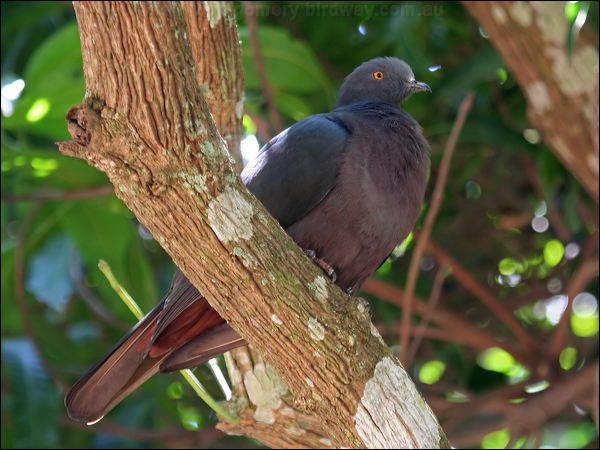Christmas Imperial Pigeon xmas_is_imp_pigeon_39118.psd