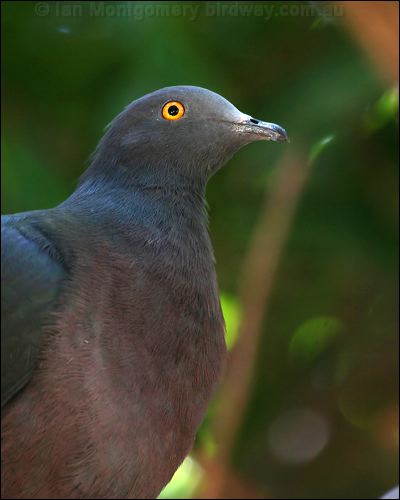 Christmas Imperial Pigeon xmas_is_imp_pigeon_39119.jpg