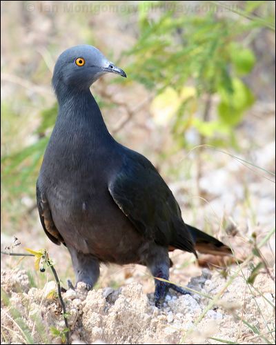Christmas Imperial Pigeon xmas_is_imp_pigeon_40156.jpg