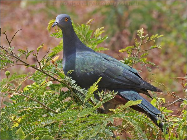 Christmas Imperial Pigeon xmas_is_imp_pigeon_40724.jpg