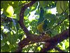 Click here to enter gallery and see photos of Cloven-feathered Dove
