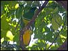 cloven_feather_dove_166035