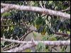 cloven_feather_dove_167026