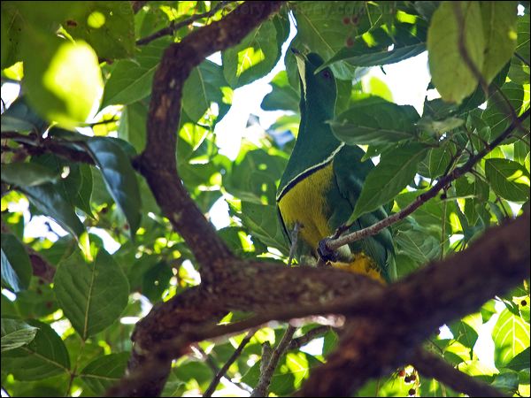 Cloven-feathered Dove cloven_feather_dove_166030.psd