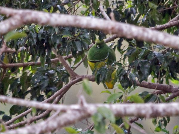 Cloven-feathered Dove cloven_feather_dove_167026.psd