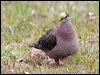 common_bronzewing_128373