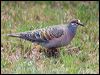 common_bronzewing_128394