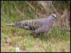 common_bronzewing_128397