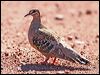 common_bronzewing_33493