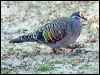 common_bronzewing_38566