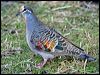 common_bronzewing_38578