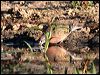 common_bronzewing_42851