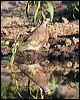 common_bronzewing_42858
