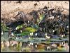common_bronzewing_42947