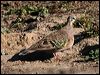 common_bronzewing_42953