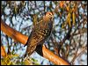 common_bronzewing_88545