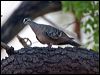 common_bronzewing_93866