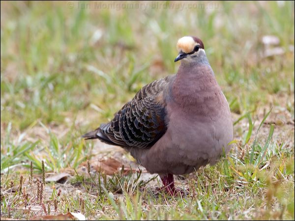 Common Bronzewing common_bronzewing_128373.psd
