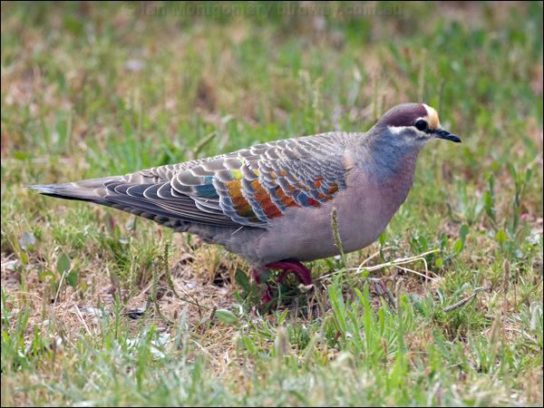 Common Bronzewing common_bronzewing_128394.psd