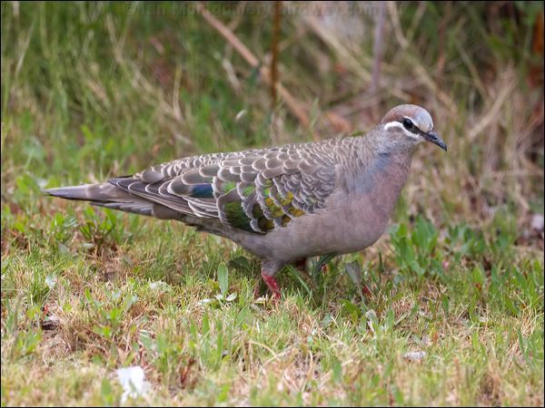 Common Bronzewing common_bronzewing_128397.psd