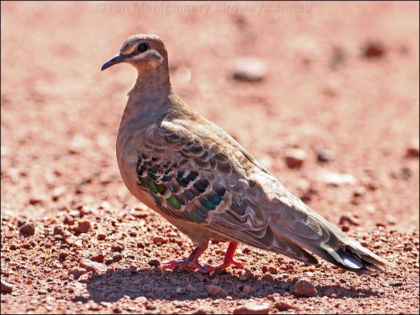 Common Bronzewing common_bronzewing_33493.jpg
