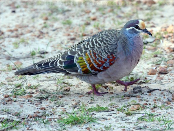 Common Bronzewing common_bronzewing_38566.jpg