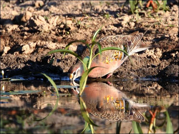Common Bronzewing common_bronzewing_42851.jpg