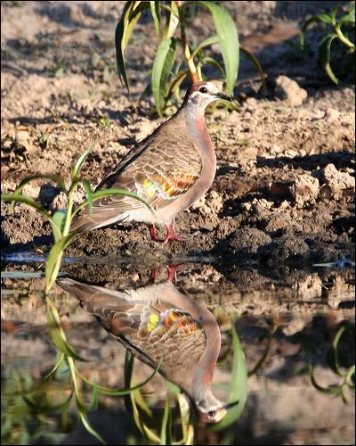 Common Bronzewing common_bronzewing_42858.jpg