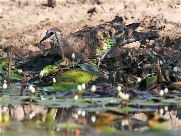 Common Bronzewing common_bronzewing_42947.jpg