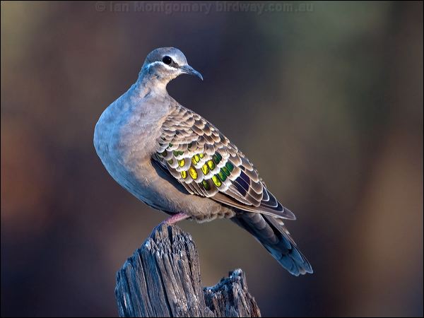 Common Bronzewing common_bronzewing_90777.psd