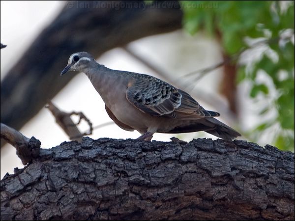 Common Bronzewing common_bronzewing_93866.psd