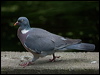 wood_pigeon_144863