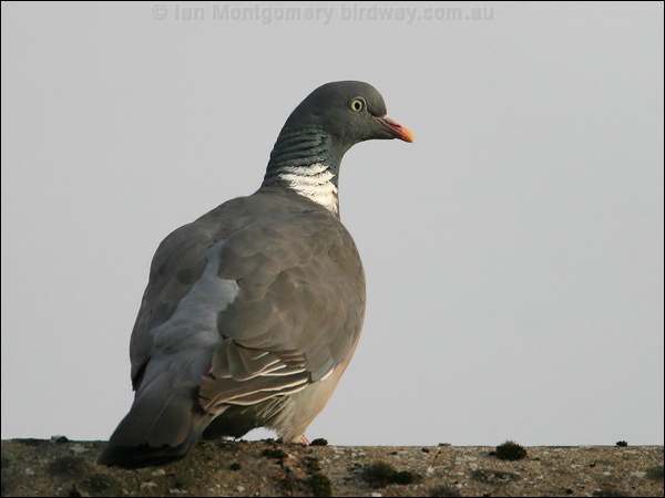 Common Wood Pigeon common_wood_pigeon_19588.jpg