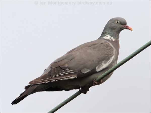 Common Wood Pigeon common_wood_pigeon_19790.jpg