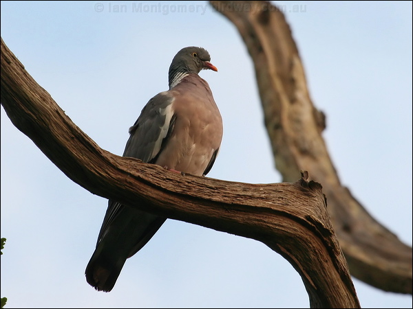 Common Wood Pigeon common_wood_pigeon_20058.jpg