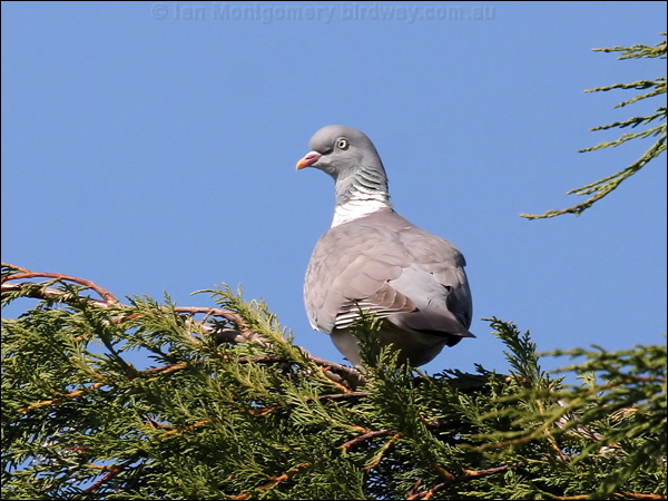 Common Wood Pigeon common_wood_pigeon_54518.jpg