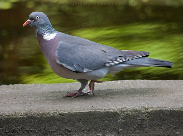 Common Wood Pigeon wood_pigeon_144856.psd