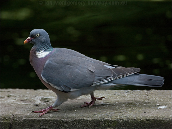 Common Wood Pigeon wood_pigeon_144863.psd