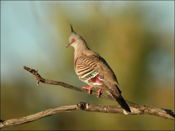 Crested Pigeon crested_pigeon_10027.jpg