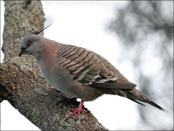 Crested Pigeon crested_pigeon_11784.jpg