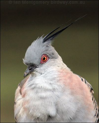 Crested Pigeon crested_pigeon_33048.jpg