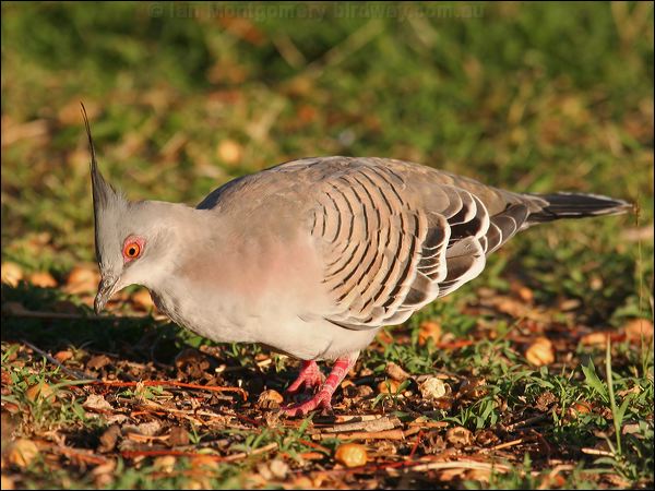 Crested Pigeon crested_pigeon_41491.jpg