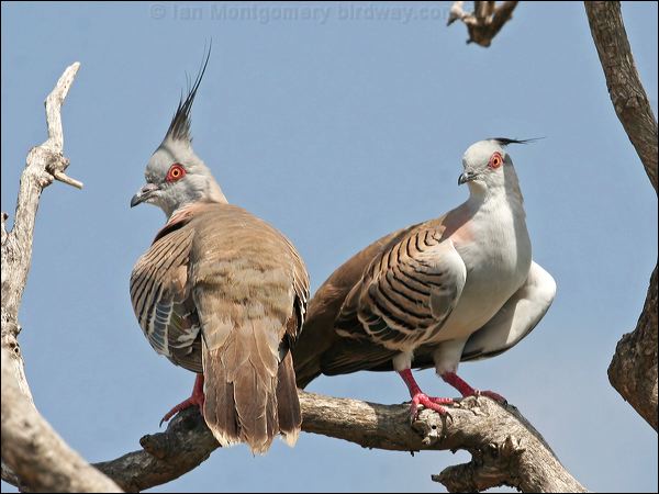 Crested Pigeon crested_pigeon_59169.jpg